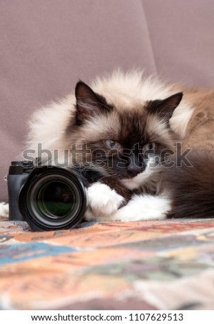 cat with camera