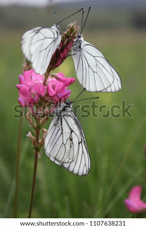 Beautiful white butterflies in nature