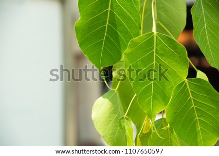 Bodhi leaves or pho leaves on natural background. Sacred Tree for Hindus and Buddhist.