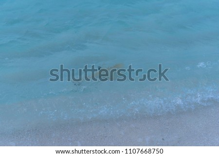 Beautiful beach with baby shark swim
