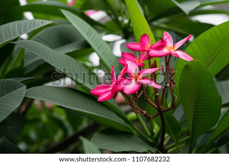 group of pink flowers (Frangipani, Plumeria) on a sunny day with natural background.Natural in thailand.