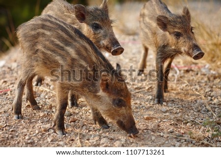 wild boar grazing in nature on a sunny day