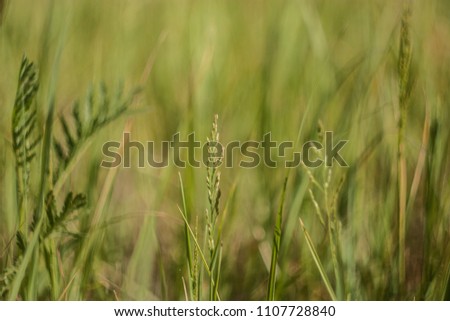 flowers on the  grass