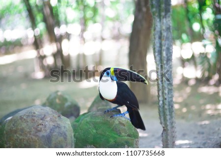 Beautiful Chestnut-Mandibled Toucan in Jungle