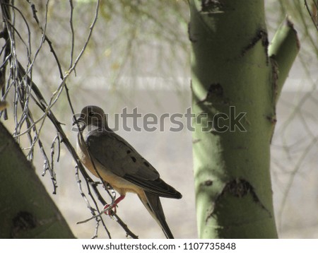 Mourning dove resting in a palo verde tree in Arizona 