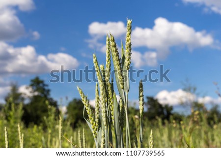 Green wheat ears on a field.