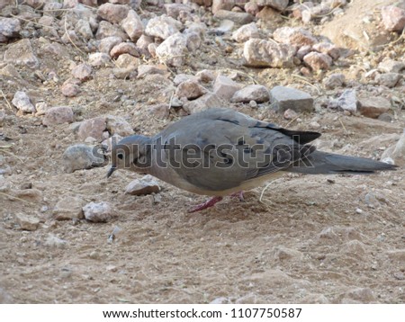 Mourning doves (Zenaida macroura) foraging for seeds and food in Arizona in the desert 