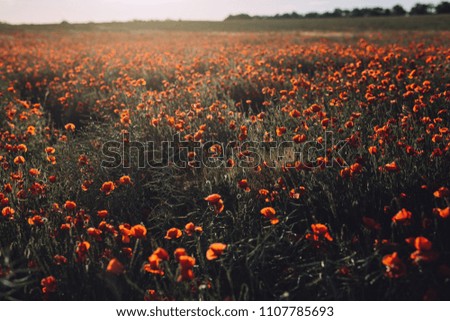 A large poppy field at sunset in summer