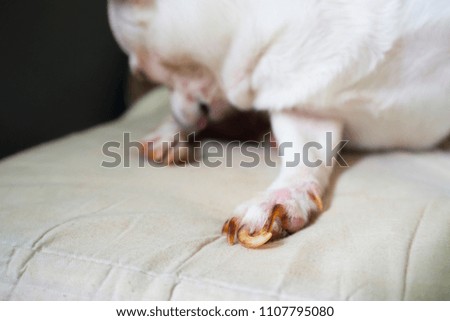 Long dog nails