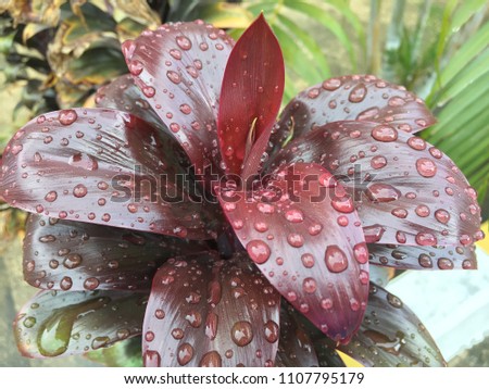 Water drops on leaves in nature.
