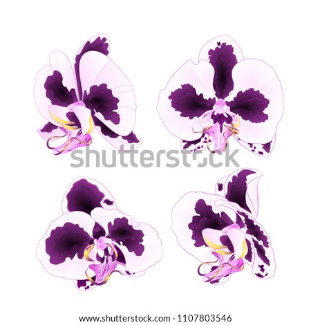 Orchids Phalaenopsis with spots purple and white  closeup beautiful flower  isolated set second on a white background vintage  vector illustration editable  hand draw