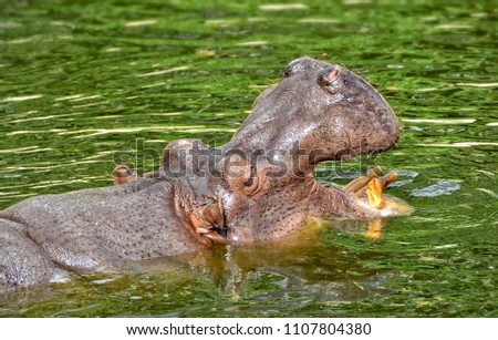 Hippo with open jaws. Hippopotamus swims in a lake. Dangerous animals. Wildlife of Africa. Close up photo. Amazing portrait. Wild powerful animals in African National Parks. 