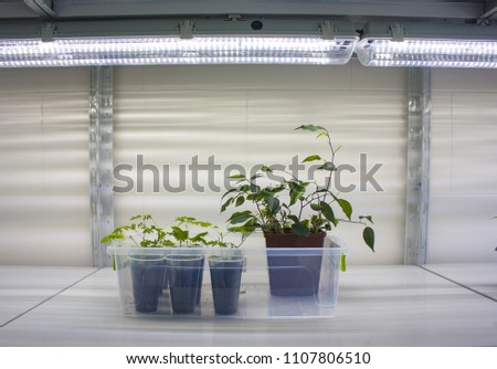 Plants growing under lamp