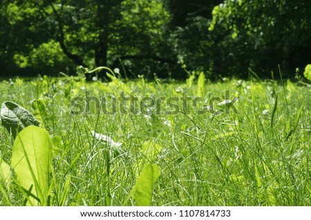 Green grass on a dark blurry background in the park. Natural background.