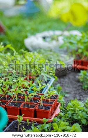 Gardening on a country site in the spring and summer season