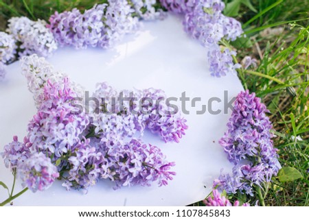 a branch of lilac on a gentle background