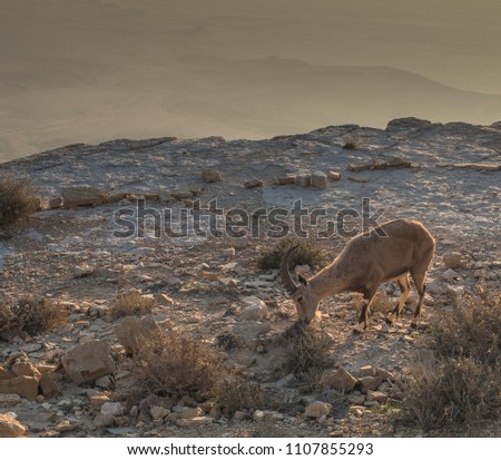 A Nubian Ibex breakfasts on grass and shrub leaves on  Ramon Crater (Makhtesh Ramon) northern steep cliff shortly after sunrise, Ramon Nature reserve, Mitzpe Ramon, Negev desert, Beersheba, Israel