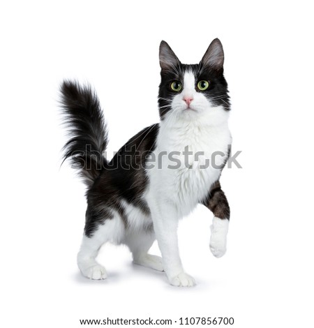 Funny black smoke with white Turkish Angora cat standing isolated on white background with tail in the air and one paw lifted
