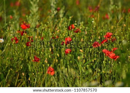 Red poppies in the field on a Sunny summer day.