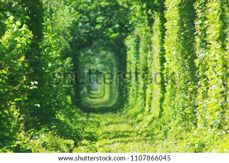 Love tunnel blurred green background. Romantic road park. Forest railway. Unusual landmark of Ukraine. Arch of green foliage