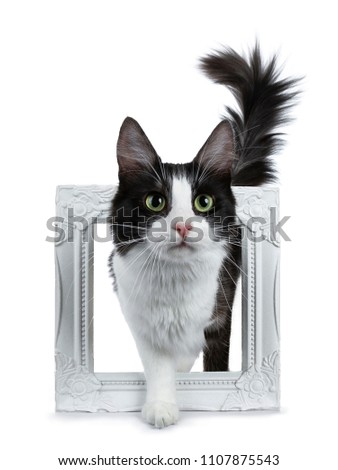 Cute black smoke with white Turkish Angora cat standing in white photo frame  on white background with tail in the air 