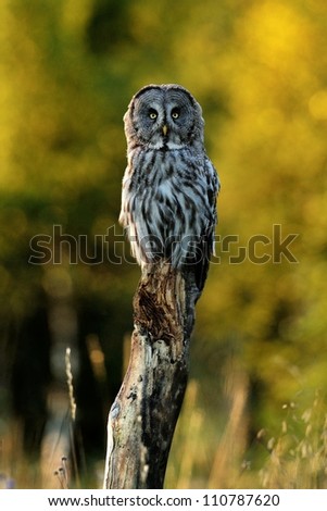 Great Grey Owl on a tree at summer