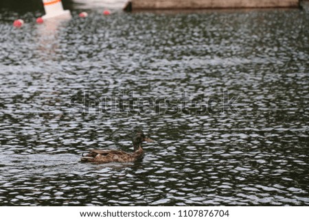 mallard suck swimming in water from left to right 