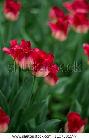 Beautiful red tulips in the park. Selective soft focus, shallow depth of field.