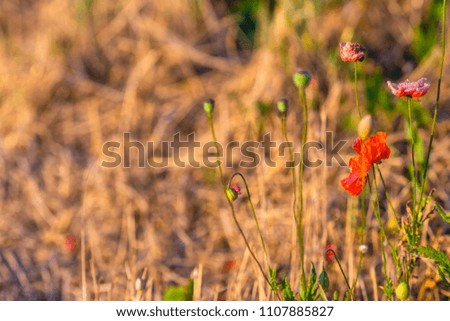 Wild poppy blooms in the forest