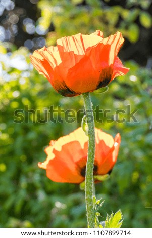 two orange red poppies under the sun with green background