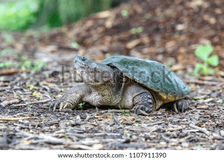 Big turtle slow moving cross grass 