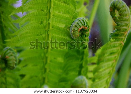 Young Fern Fronds. Twisted fern. Stock Photo