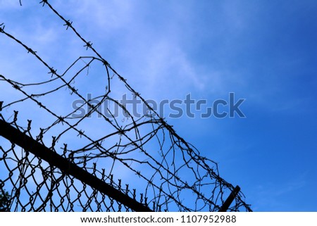 Barbed Wire with branches intertwined