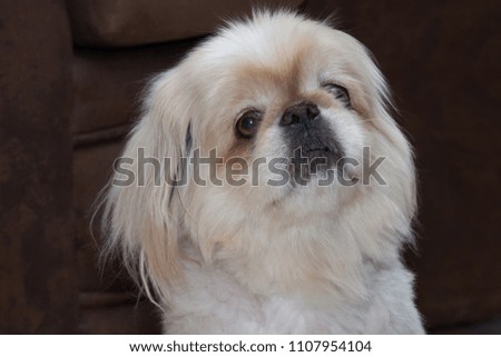Portrait of a pekingese dog looking up at the camera
