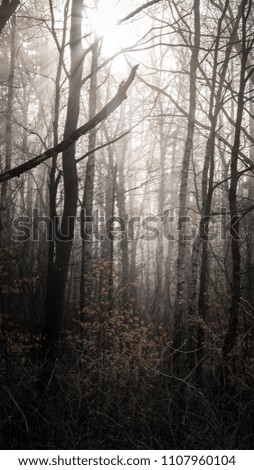 Mist rising in the forest in early spring. The old foliage gives the scene a colourful touch and creates an enchanted forest.