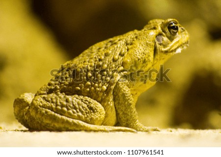 Toad with blurring background