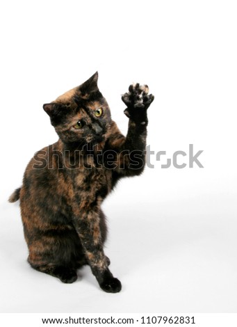 A cute cat gives high five or tries to touch something in the air. 