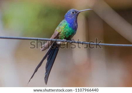 Swallow-tailed Hummingbird on wire 
