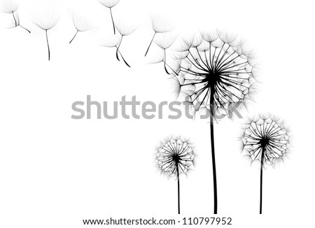 dandelion flower  on a white background, silhouette Royalty-Free Stock Photo #110797952