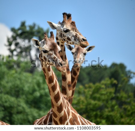 Giraffes in the zoo
