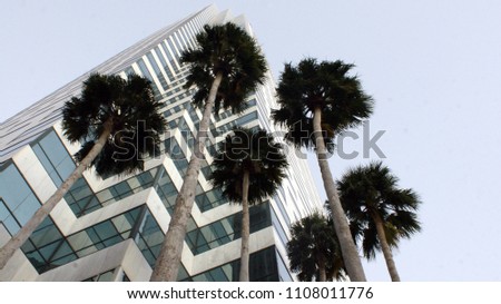 Looking up at a Tampa Florida highrise through the palm trees; perspective shot making one feel small