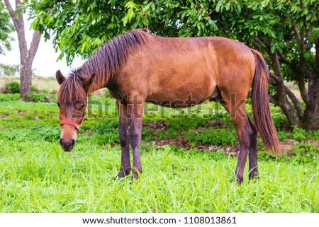 horse eating grass in farm
