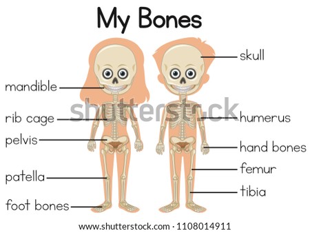 My bones diagram with two children illustration
