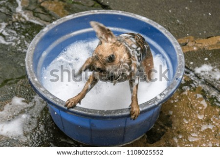 Wet small cute brown Chihuahua taking a bath in bucket