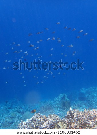 Underwater view, Beautiful fish underwater world at Wakatobi Island Indonesia