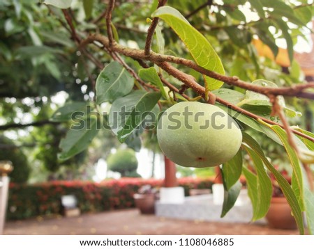 Diospyros decandra Lour,Green Diospyros Decandra Lour or Golden apple Thai Fruit on Tree Branch,Diospyros decandra.