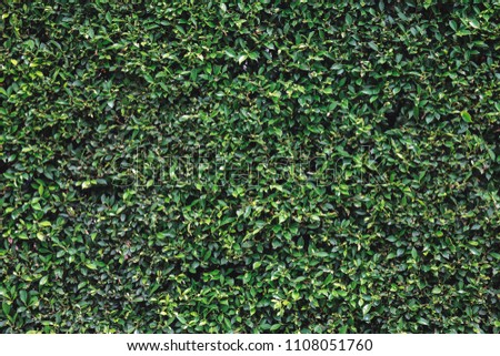 Nature background flat lay of green leaves 