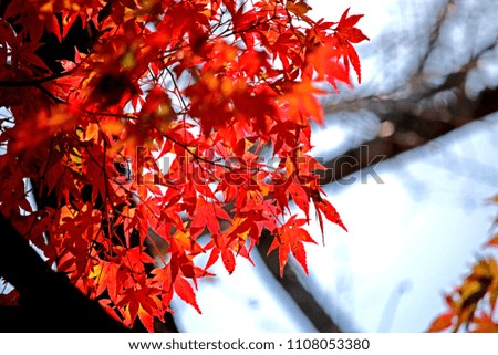 Autumn season leaf in Japan