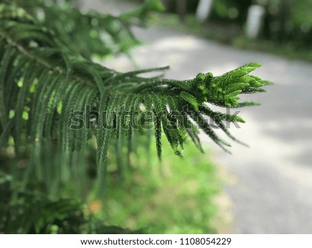 Closeup Leaves pine