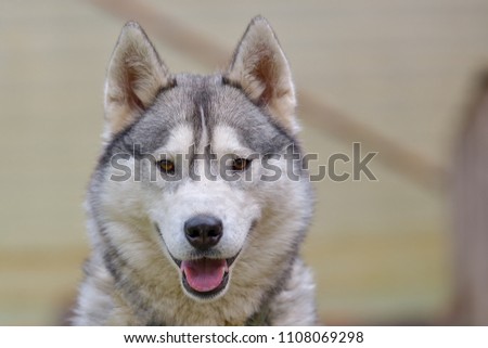adult dog breed alaskan malamute, fluffy, wet and dirty stand outdoors is very similar to a wolf, a rare type of muzzle, dog, doggy, pawl, doggie